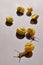 Yellow snails posing on light background