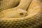 Yellow Snake with detailed skin, staring sharply