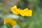 Yellow snake vine flower