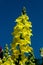 Yellow Snap Dragon Flower