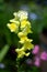 Yellow snap dragon flower