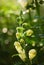 Yellow Snapdragon Buds