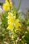 Yellow snapdragon flower Antirrhinum majus in spring blooming