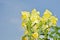 Yellow Snapdragon flowers against blue sky