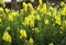 Yellow Snapdragons