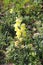 Yellow Snapdragons Flowers