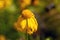 Yellow sneezeweed, Helenium amarum