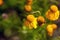 Yellow sneezeweed, Helenium amarum