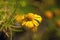 Yellow sneezeweed, Helenium amarum