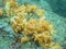 Yellow soft corals in myanmar divesite