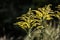 Yellow solidago canadensis blooming grass on a field, summer tim