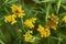 Yellow solidago flowers