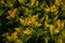 Yellow Solidago Praecox