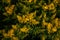 Yellow Solidago Praecox