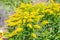 Yellow Solidago virgaurea flower