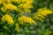 Yellow Solidago virgaurea flower