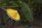 Yellow sombrero on a background of palm trees