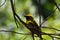 Yellow Southern Masked Weaver Bird Ploceus velatus