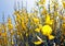 Yellow Spanish Broom blossom, Spartium junceum