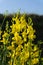 Yellow Spanish broom flower - Spartium junceum. Blooming on the blue clear sky background