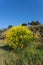 Yellow Spanish broom flower - Spartium junceum. Blooming on the blue clear sky background