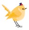 Yellow Sparrow. cheerful sparrow. Sparrow with Hat