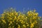 The yellow spartium junceum plant