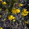 Yellow spearwort flowers