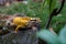 Yellow Species Common Leopard Geckos