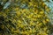 Yellow sphaerocarpa broom