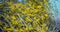 Yellow sphaerocarpa broom