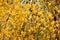 Yellow sphaerocarpa broom
