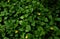 Yellow sphagneticola flowers and dark green leaves in the morning