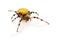 Yellow Spider