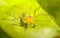 Yellow Spider