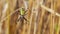 Yellow spider with black strips sits on a web