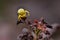 Yellow spider climbing on plant