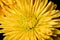 Yellow Spider Mum