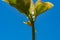 Yellow spider perched on the stem of a plant with her legs open protecting its young