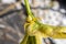 Yellow spider perched on the stem of a plant protecting its young