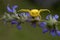 Yellow spider on purple flower (Misumena vatia)