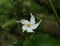 A yellow spider spreading its hands on a white flower in anticipation of prey