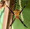 Yellow spider stuck to the nest