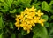 Yellow spike flower on tree and leaf