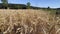 Yellow Spike Wheat Field Sway in the Wind