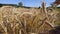 Yellow Spike Wheat Field Sway in the Wind