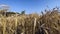 Yellow Spike Wheat Field Sway in the Wind