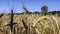 Yellow Spike Wheat Field Sway in the Wind