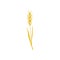 Yellow spikelet with two leaves on a white background. Watercolor texture illustration of ripe wheat.
