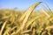 Yellow spikelets of rye on the field on blue sky background. Harvest grain and bread.